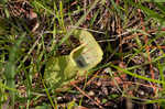 Purple pitcherplant